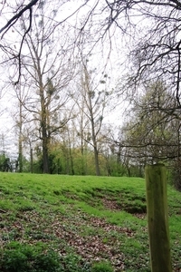 Bloesemtocht Borgloon