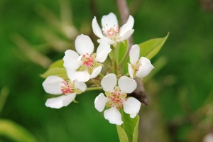 Bloesemtocht Borgloon