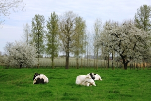 Bloesemtocht Borgloon