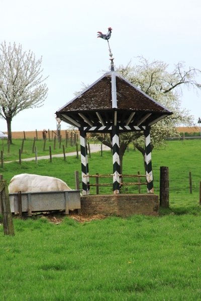 Bloesemtocht Borgloon