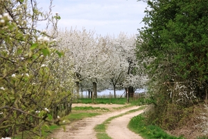 Bloesemtocht Borgloon