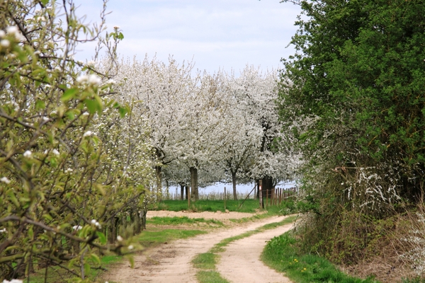 Bloesemtocht Borgloon