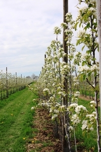 Bloesemtocht Borgloon
