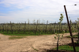 Bloesemtocht Borgloon