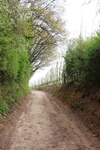 Bloesemtocht Borgloon