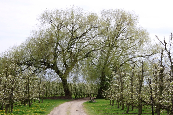 Bloesemtocht Borgloon