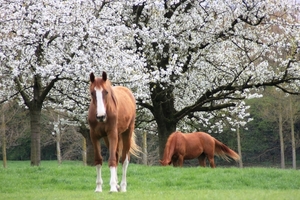 Bloesemtocht Borgloon