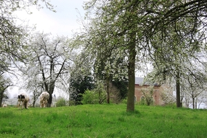 Bloesemtocht Borgloon