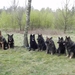 Zazou, Simba, Blossom, Indy, Bajka, Auran en Zapp