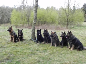 Zazou, Simba, Blossom, Indy, Bajka, Auran en Zapp