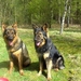 Zazou en Simba