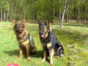 Zazou en Simba