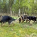 Simba, Zazou en Indy
