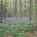 14) Het Hallerbos ziet blauw