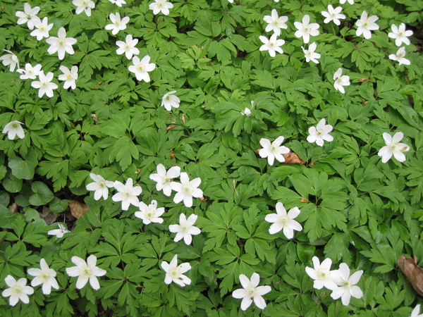 18) De witte anemonen