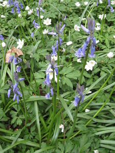 19) Witte anemonen en blauwe hyacinten