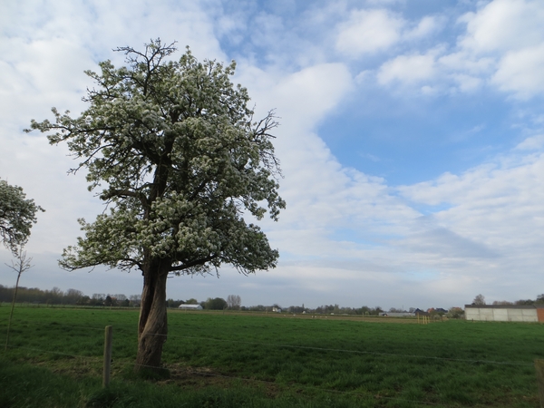 2013-04-28 Nieuwenrode 006