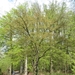 2013-04-28 Brakel 007