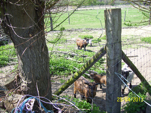 Wandeling naar Hombeek - 25 april 2013