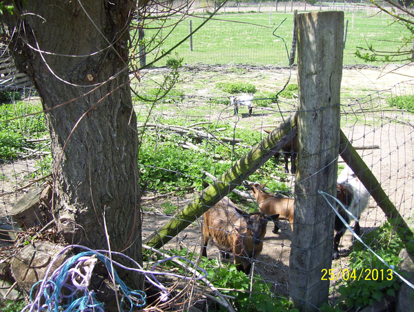 Wandeling naar Hombeek - 25 april 2013