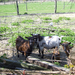 Wandeling naar Hombeek - 25 april 2013