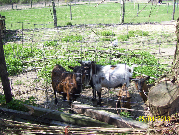 Wandeling naar Hombeek - 25 april 2013