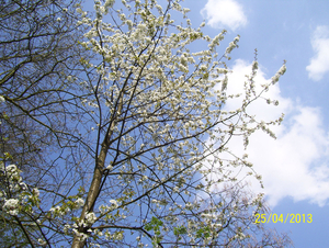 Wandeling naar Hombeek - 25 april 2013