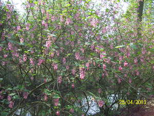 Wandeling naar Hombeek - 25 april 2013