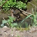 DSC00290