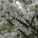 DSC00299