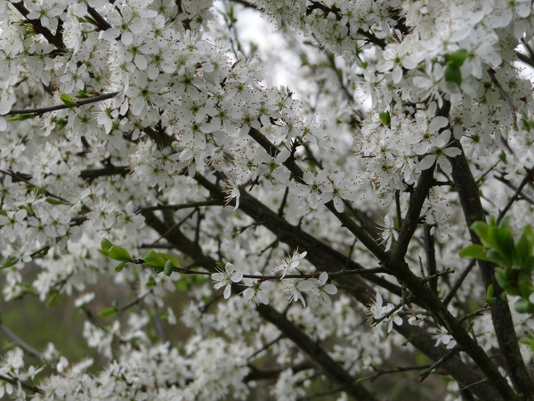 DSC00299