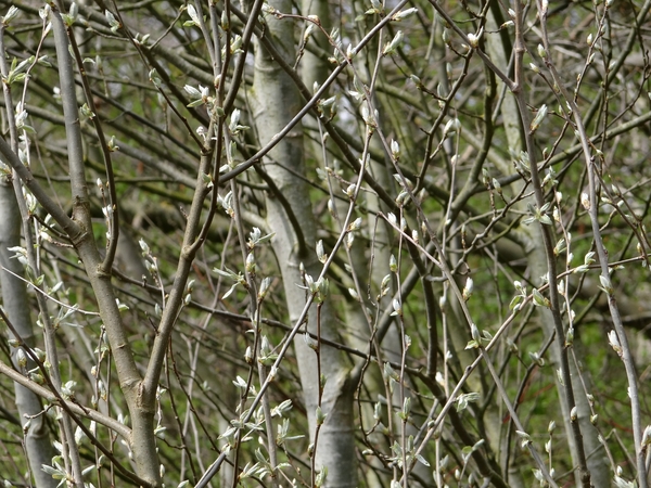 DSC00316
