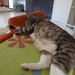 ds_DSC00353