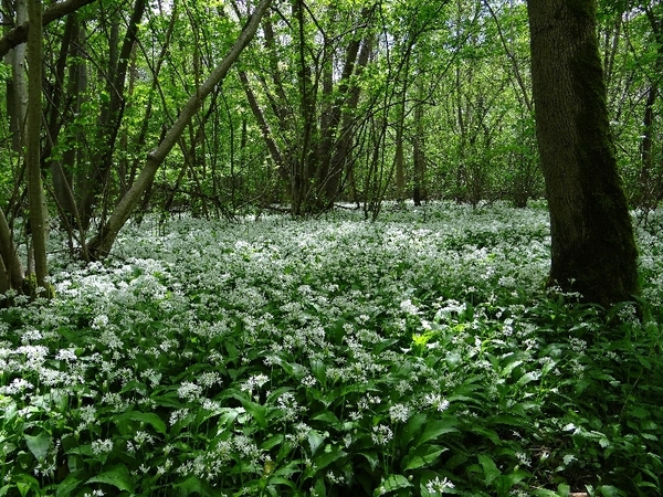 ds_DSC00357