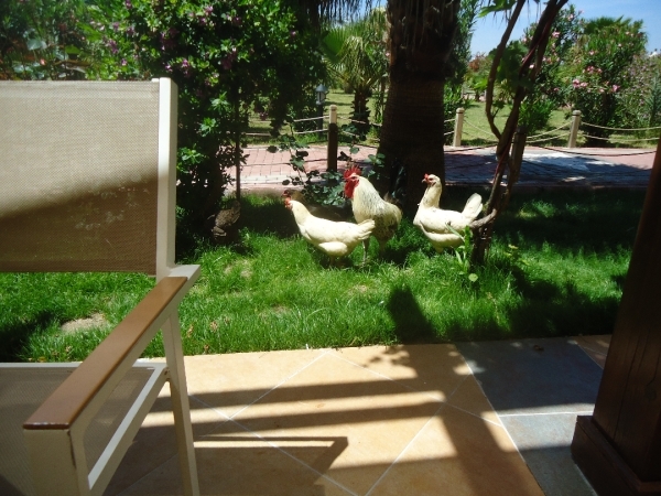 verlof kizilagac 265