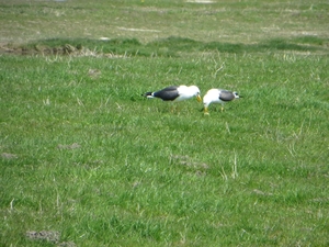 2013-05-05 Blankenberge 048