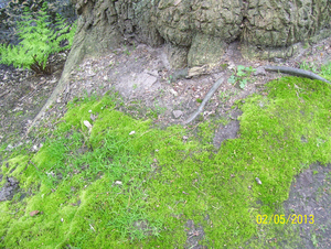 Wandeling naar Domein Roosendael - 2 mei 2013