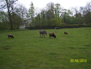 Wandeling naar Domein Roosendael - 2 mei 2013