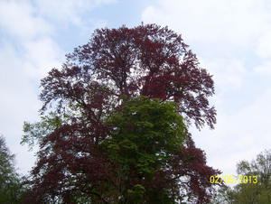 Wandeling naar Domein Roosendael - 2 mei 2013