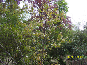 Wandeling naar Domein Roosendael - 2 mei 2013