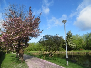 2013-05-09 Zottegem 011