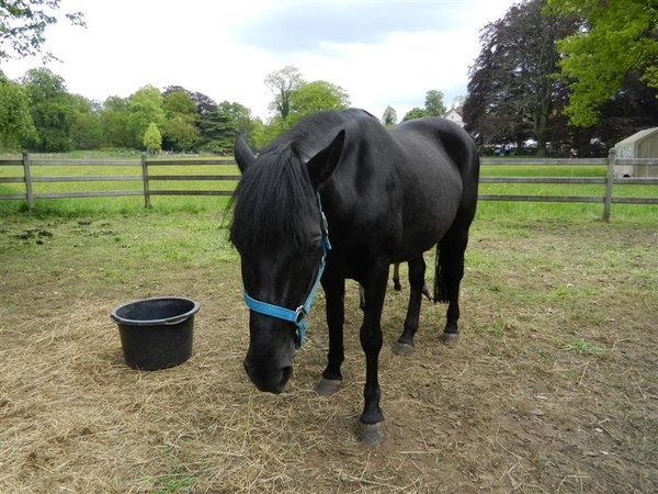 20130512.BeerveldeTuindagen 046 (Medium)