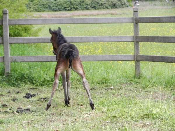 20130512.BeerveldeTuindagen 047 (Medium)