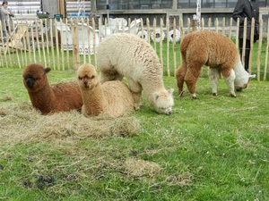 20130512.BeerveldeTuindagen 055 (Medium)