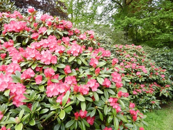 20130512.BeerveldeTuindagen 105 (Medium)