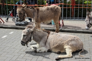 IMG_5654
