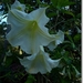 sized_P1150160