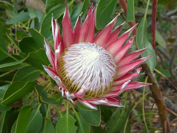 Kirstenbosch  Koningsprotea Nationale bloem Zuid-Afrika