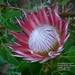 Kirstenbosch  Koningsprotea Nationale bloem Zuid-Afrika