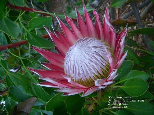 Kirstenbosch  Koningsprotea Nationale bloem Zuid-Afrika